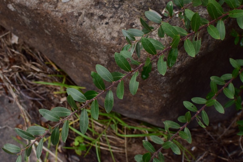 Salix chienii