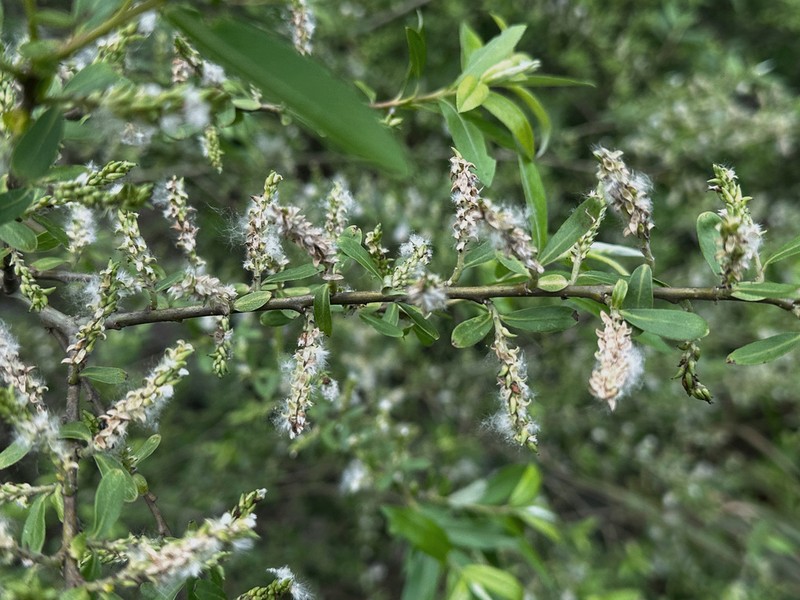 Salix chienii photo 2