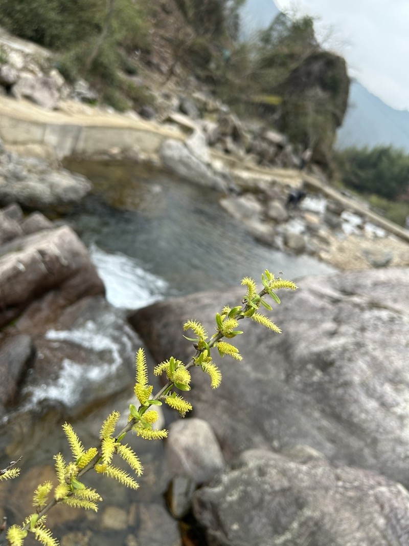 Salix chienii photo 3