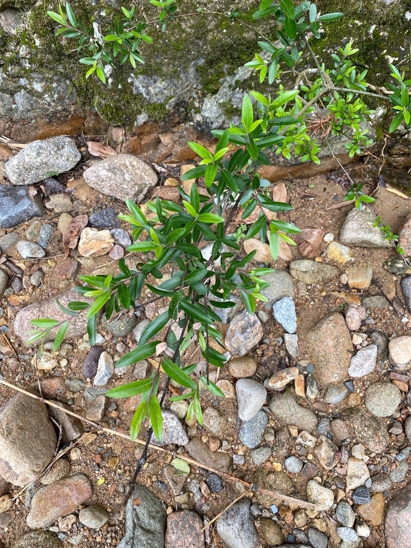 Salix chienii photo 5