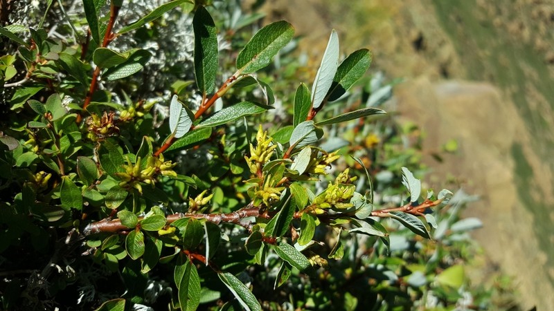 Greenscale Willow photo 2