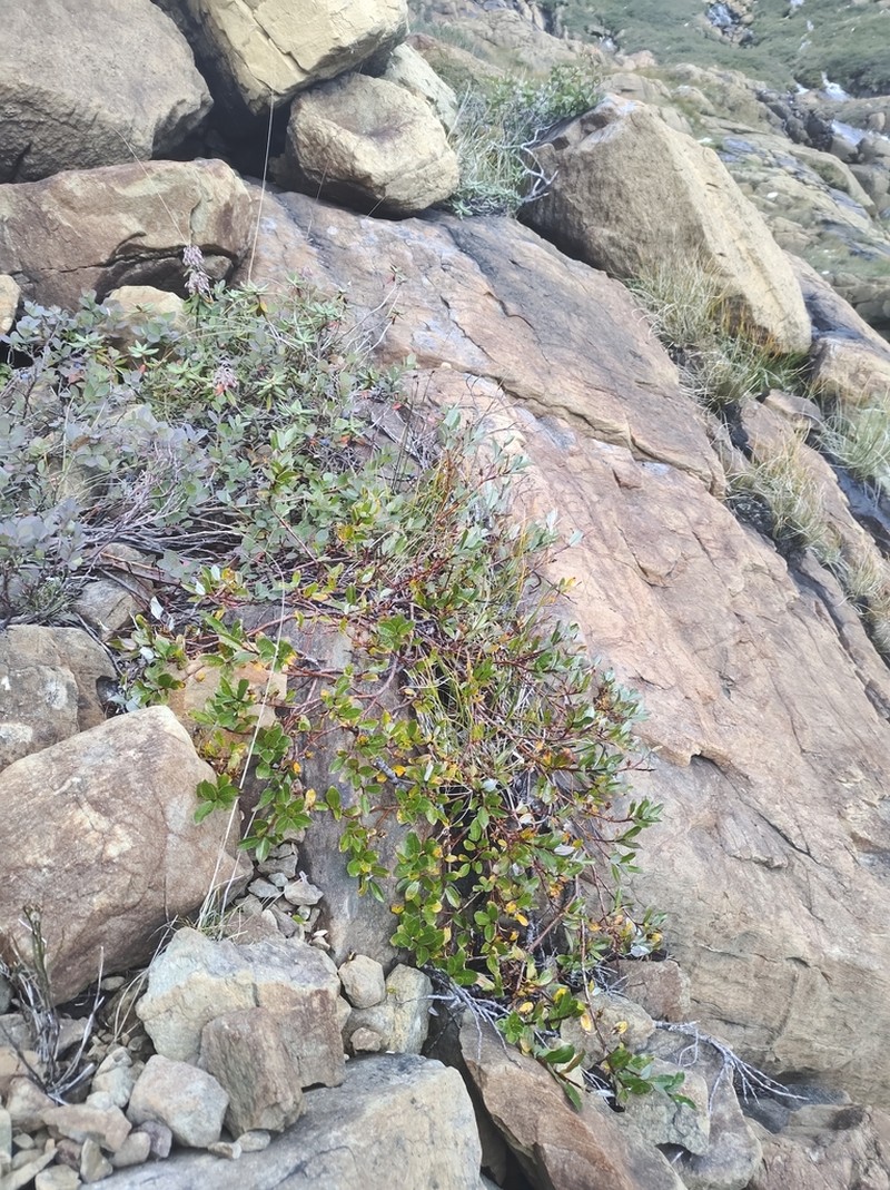 Greenscale Willow photo 3