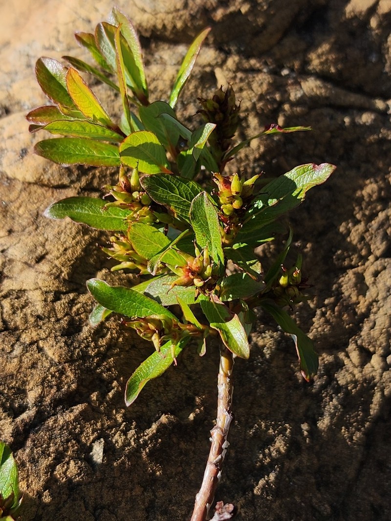 Greenscale Willow photo 4