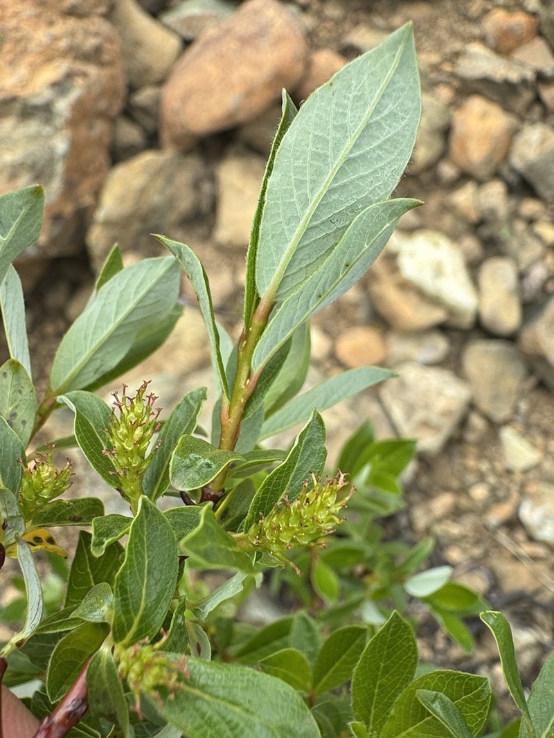 Greenscale Willow photo 5