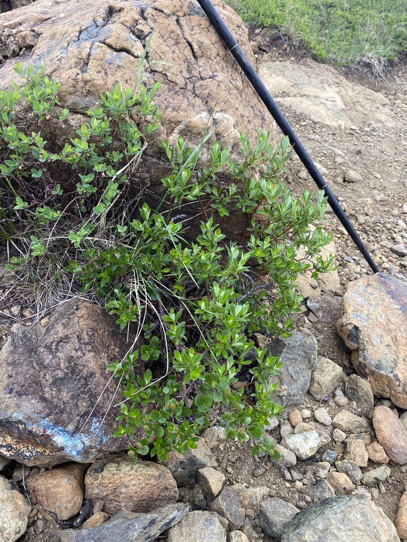 Greenscale Willow photo 7