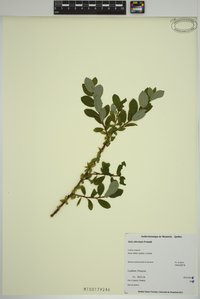Greenscale Willow