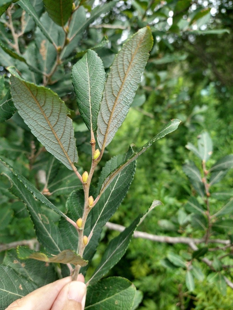 Large Gray Willow photo 4