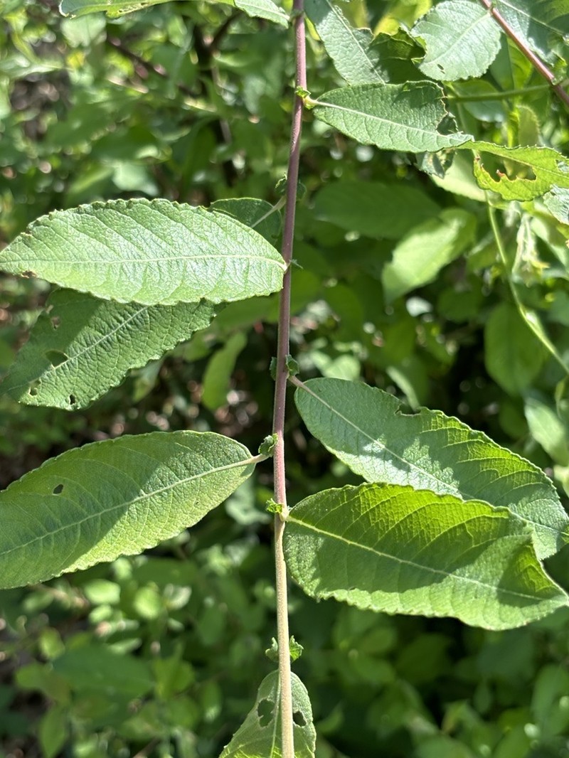 Large Gray Willow photo 5
