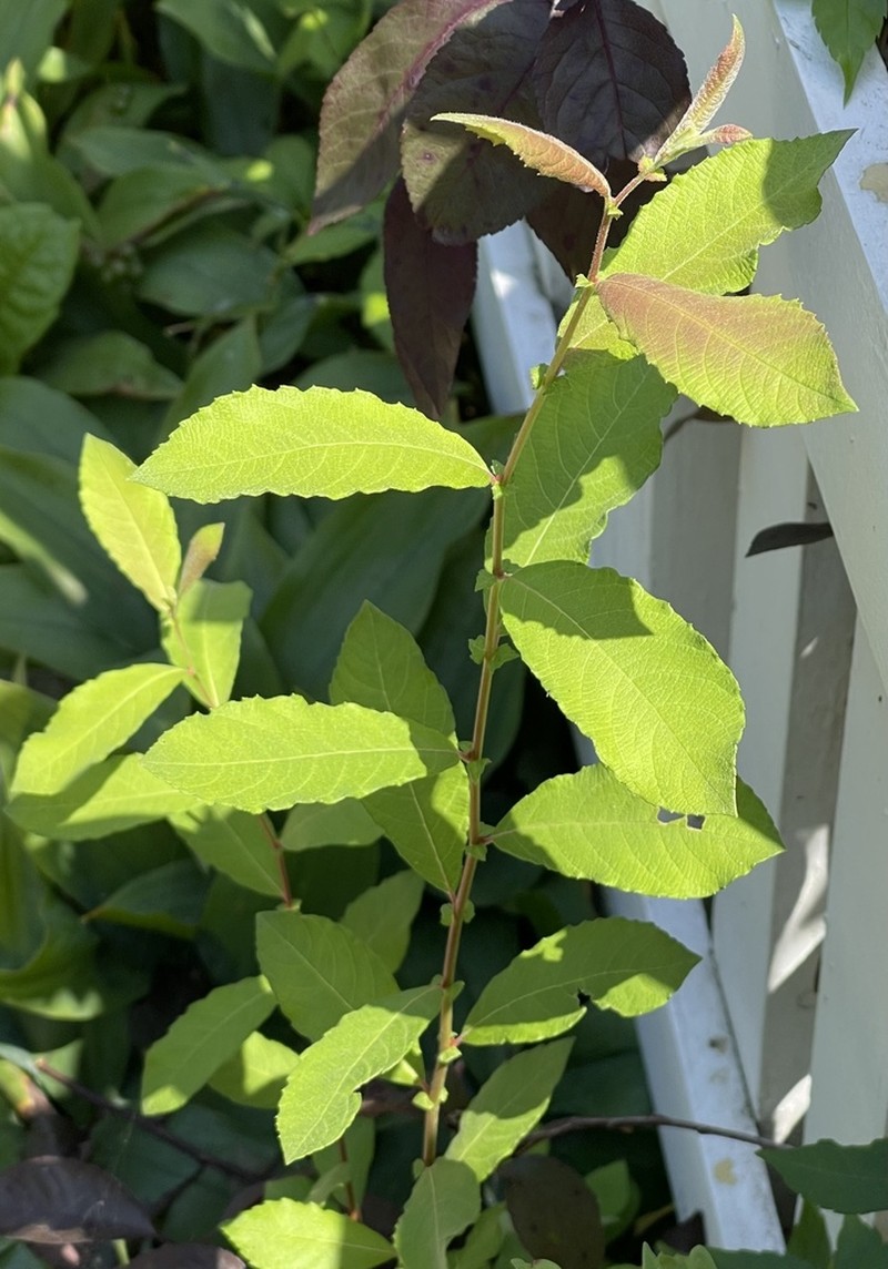 Large Gray Willow photo 6