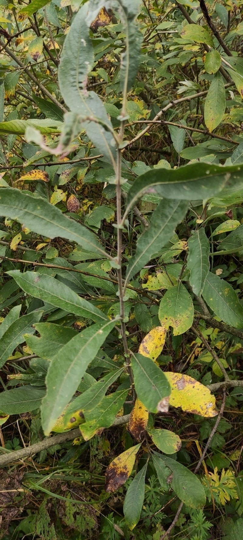 Large Gray Willow photo 7