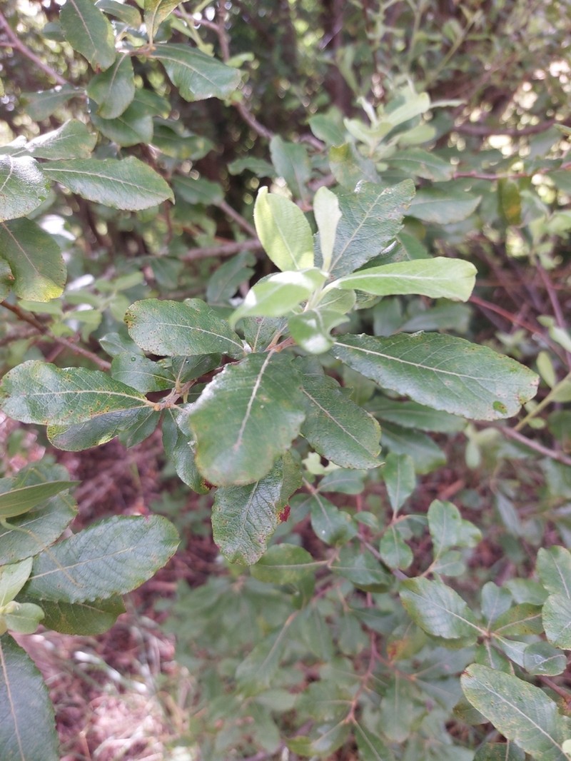 Large Gray Willow photo 8
