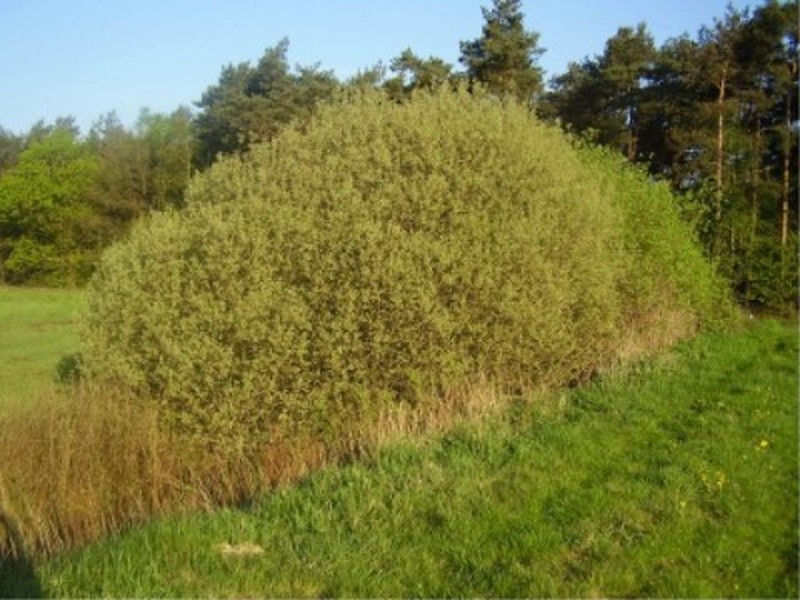 Large Gray Willow