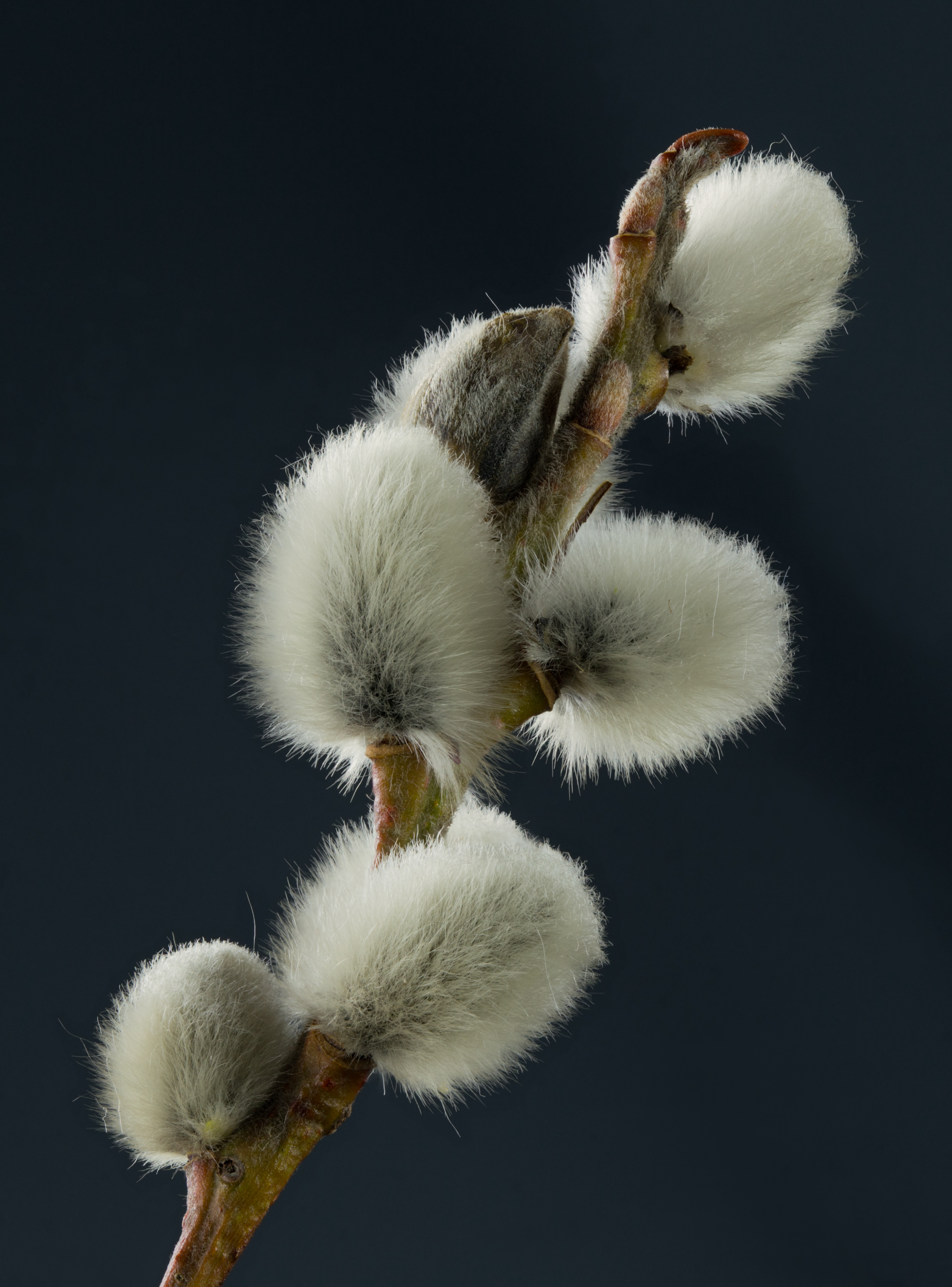 Large Gray Willow photo 4