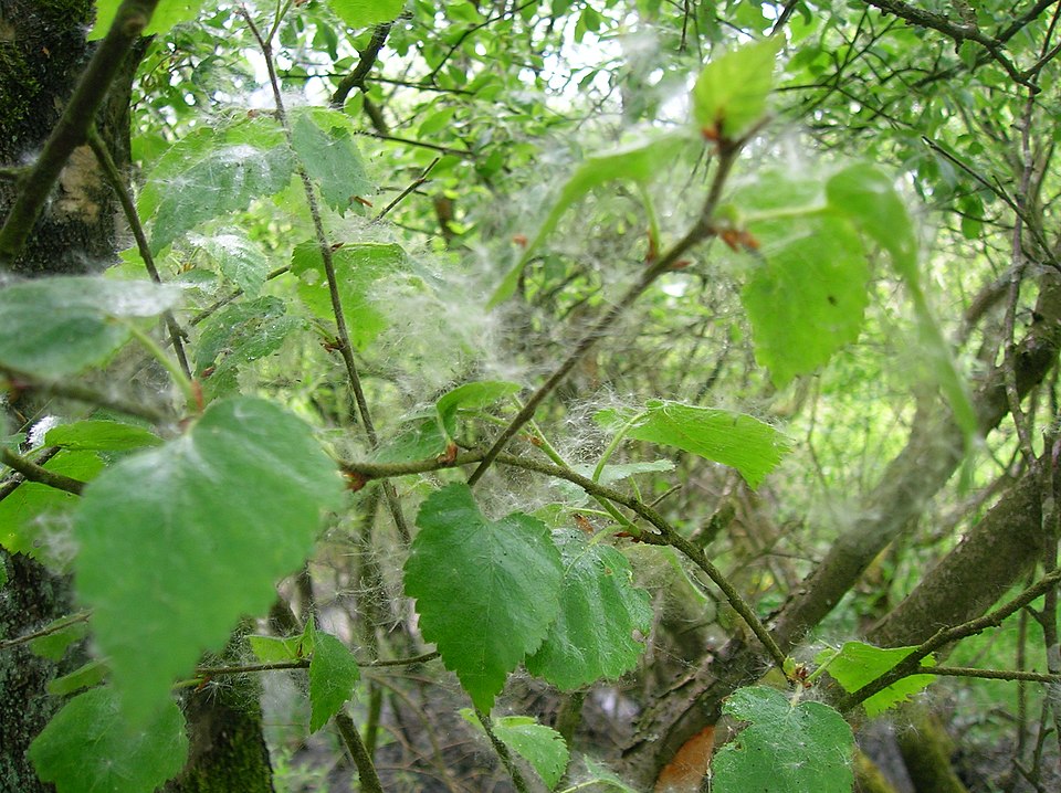 Large Gray Willow photo 5