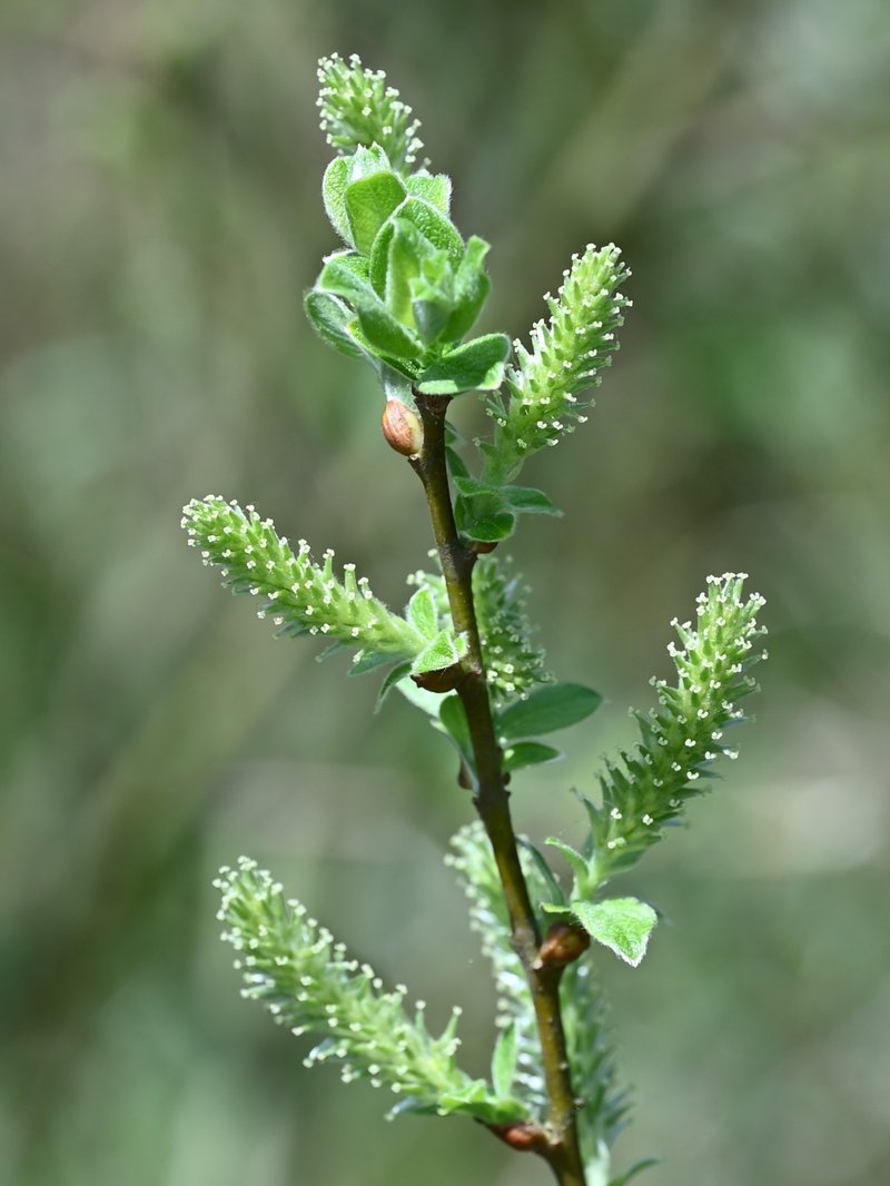 Large Gray Willow photo 6