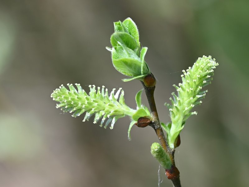 Large Gray Willow photo 7