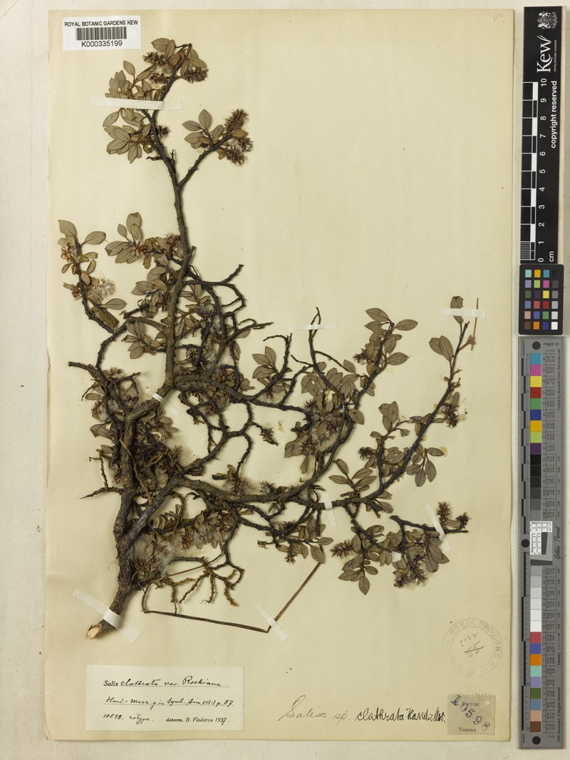 Salix clathrata