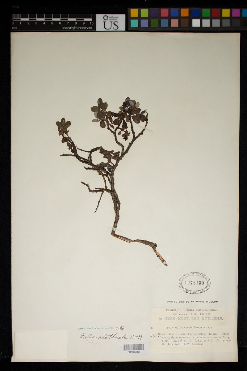 Salix clathrata photo 2