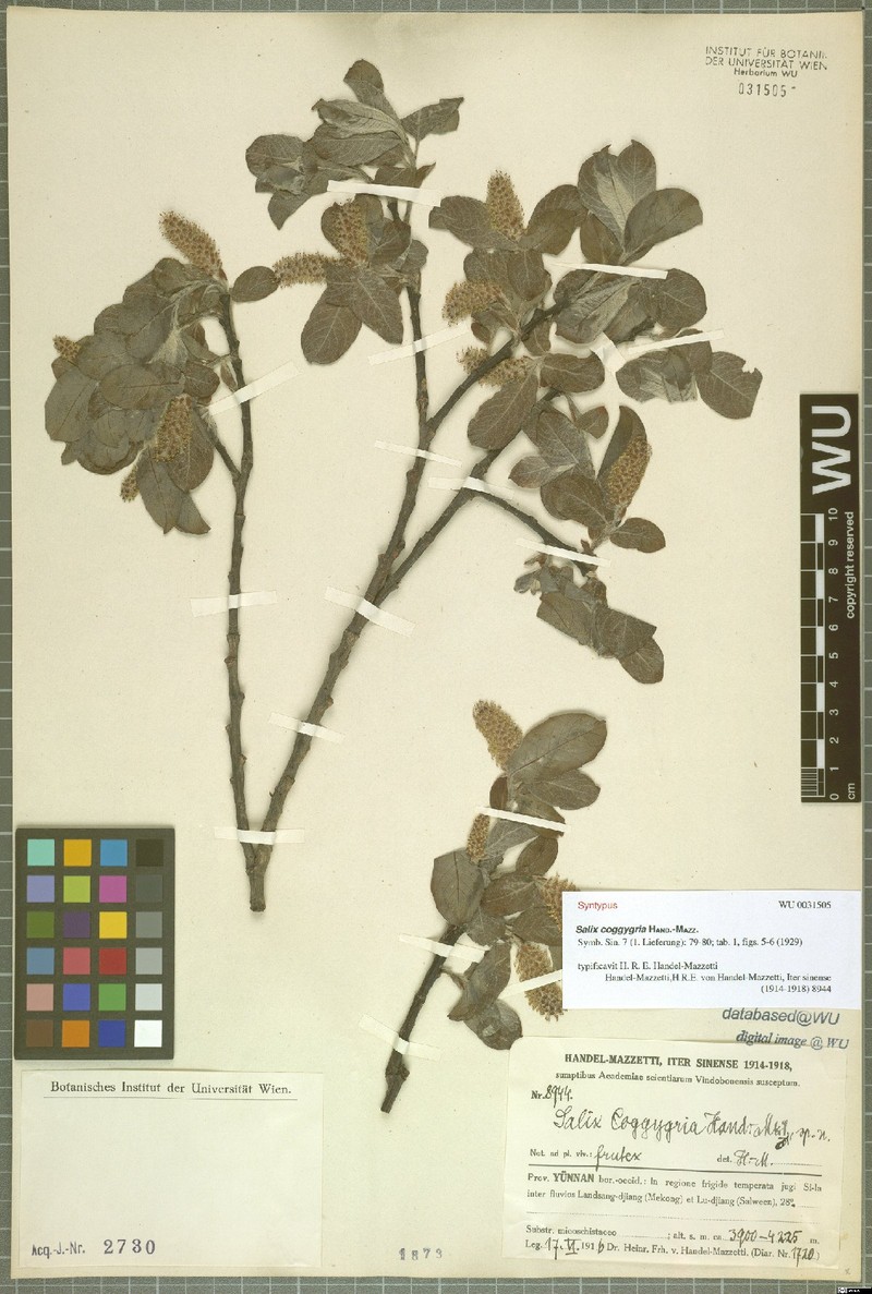 Salix coggygria