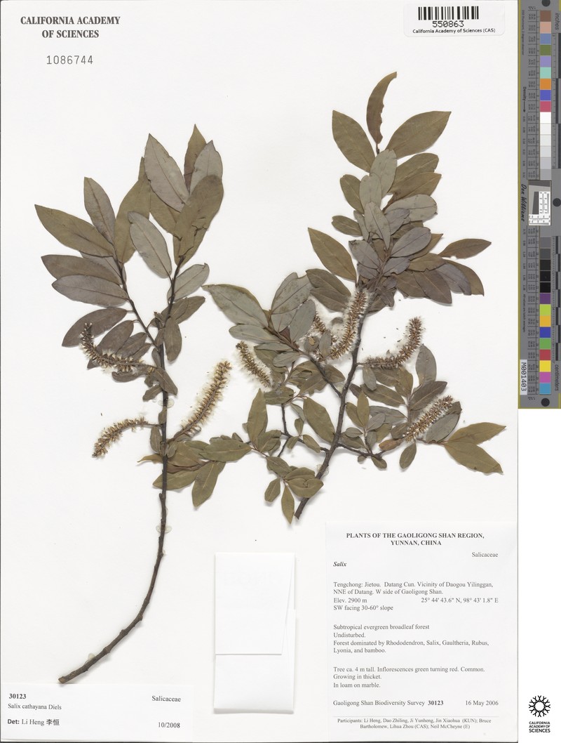 Salix coggygria photo 2