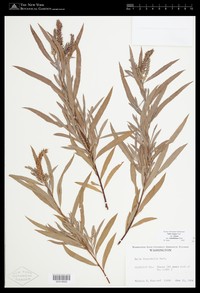 Salix columbiana