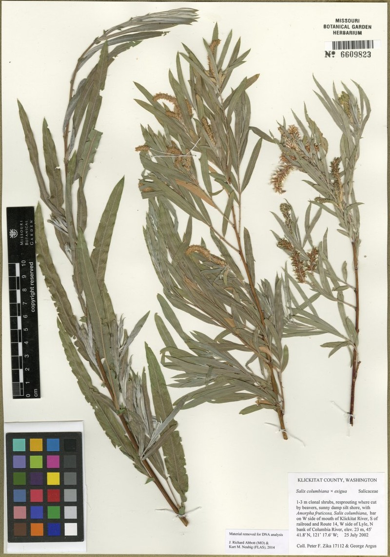 Salix columbiana photo 2