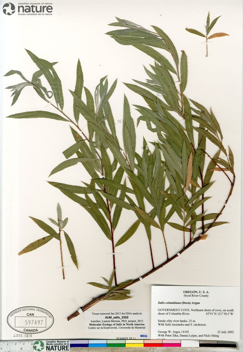 Salix columbiana photo 3