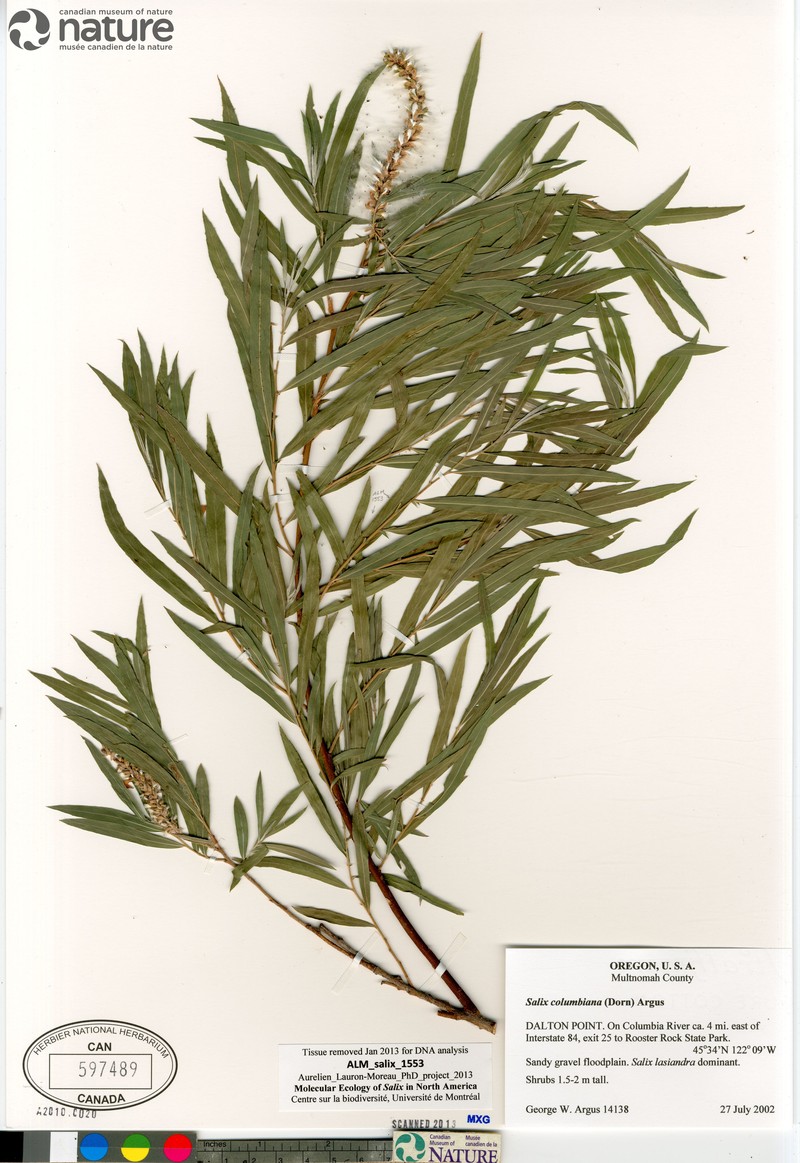 Salix columbiana photo 4