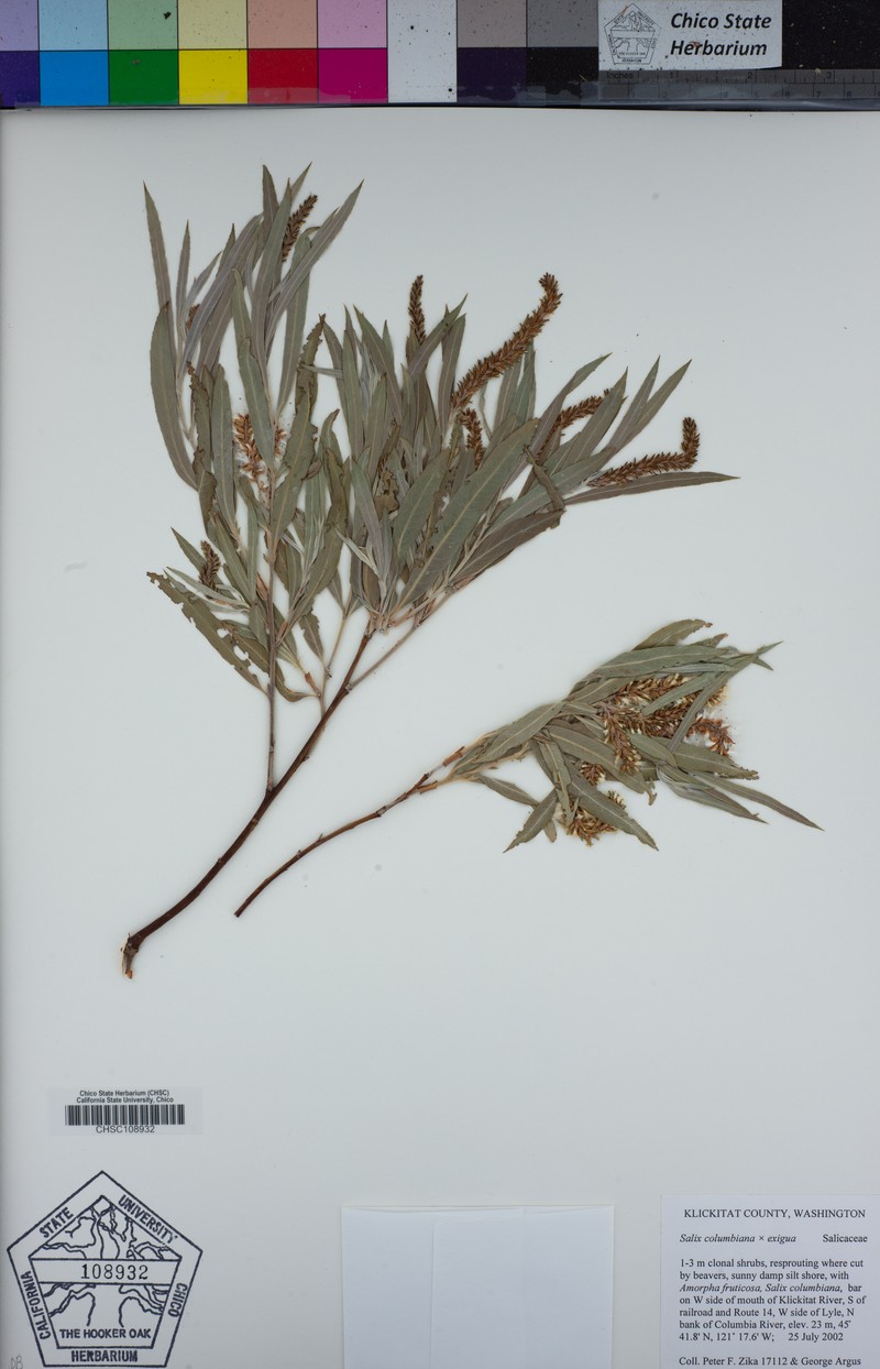 Salix columbiana photo 5