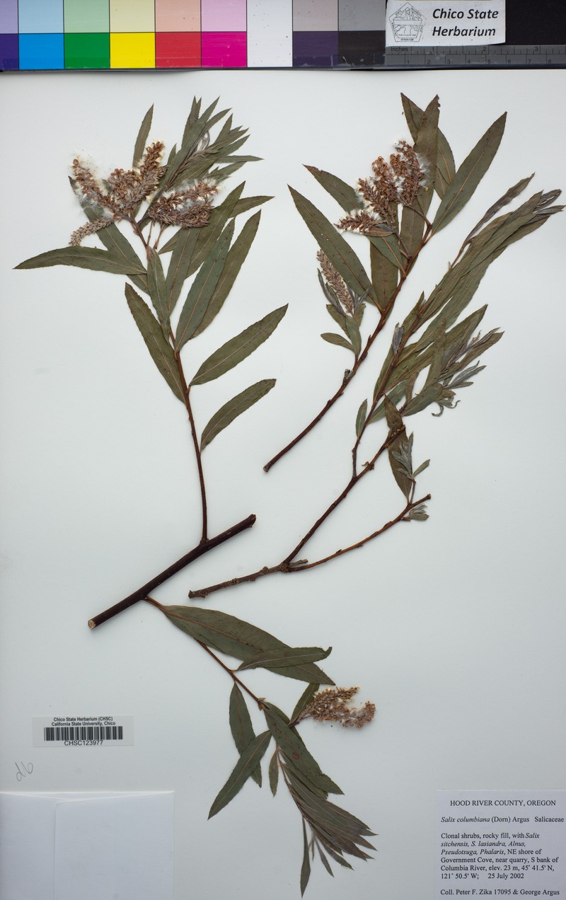 Salix columbiana photo 6