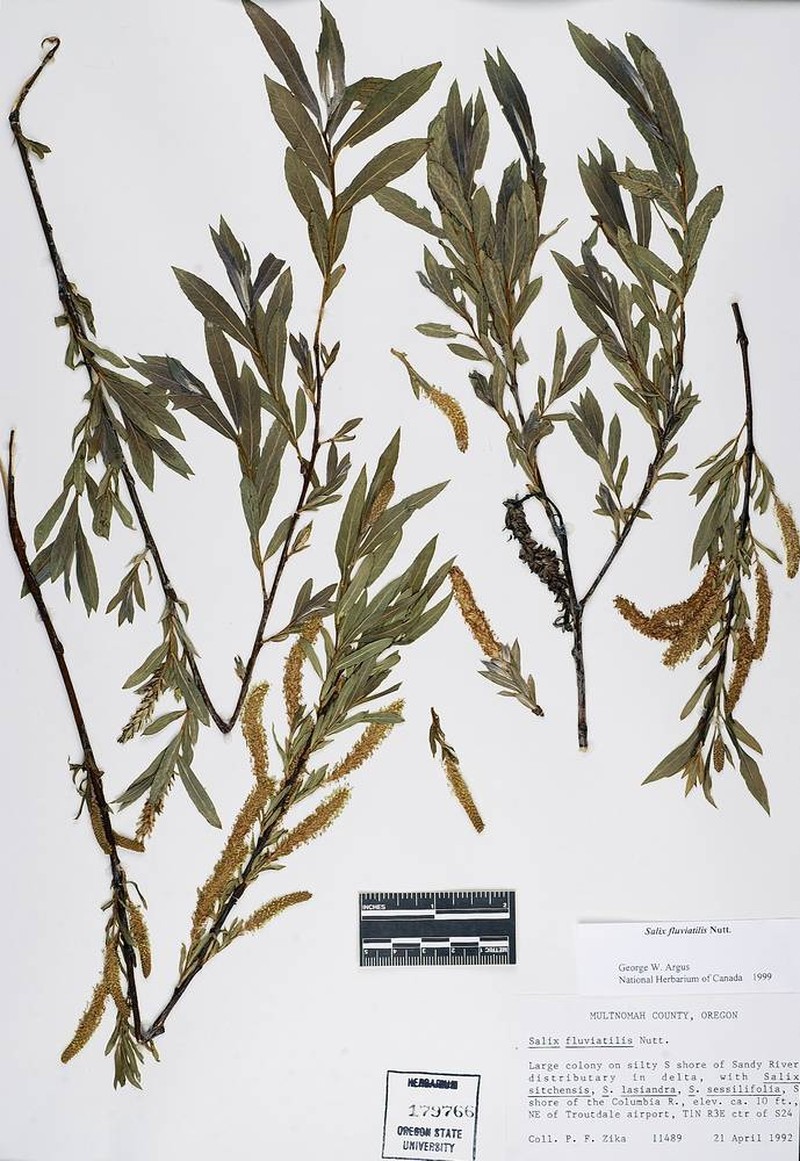 Salix columbiana photo 7