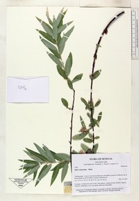Salix coluteoides
