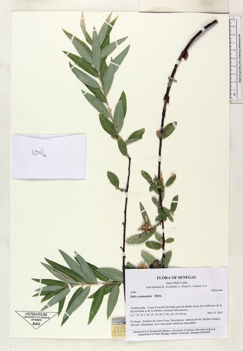 Salix coluteoides