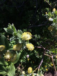 Undergreen Willow
