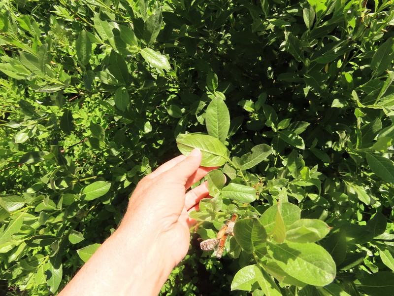 Undergreen Willow photo 4
