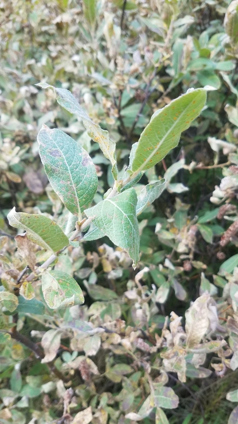 Undergreen Willow photo 6