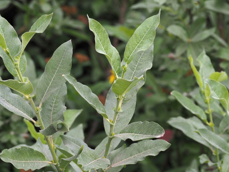 Undergreen Willow photo 7