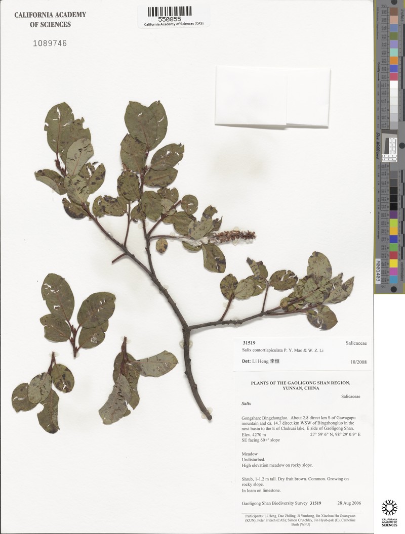 Salix contortiapiculata
