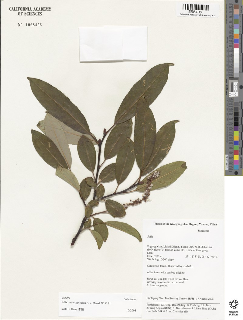 Salix contortiapiculata photo 2