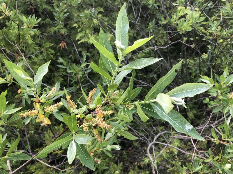 Heartleaf Willow photo 3