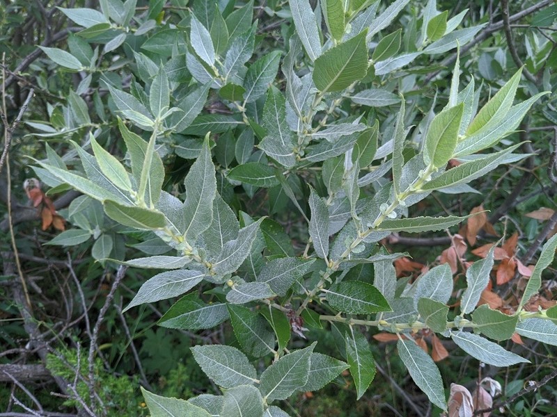 Heartleaf Willow photo 4