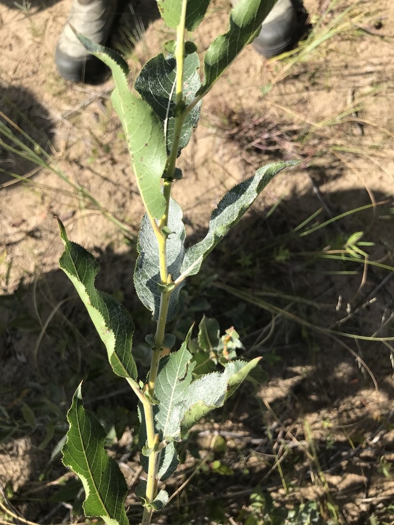 Heartleaf Willow photo 5