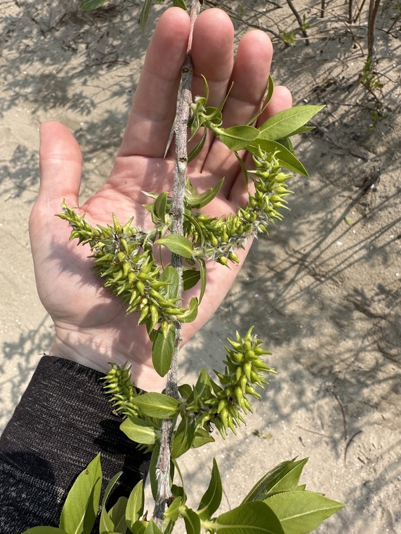 Heartleaf Willow photo 6