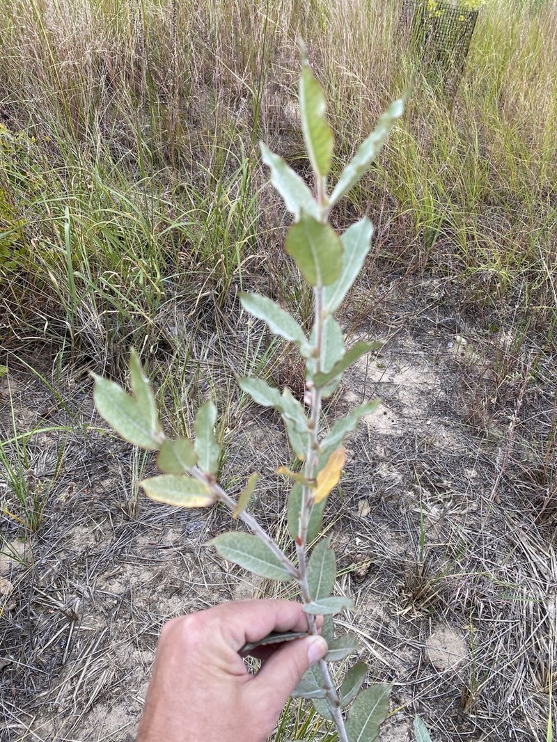 Heartleaf Willow photo 7