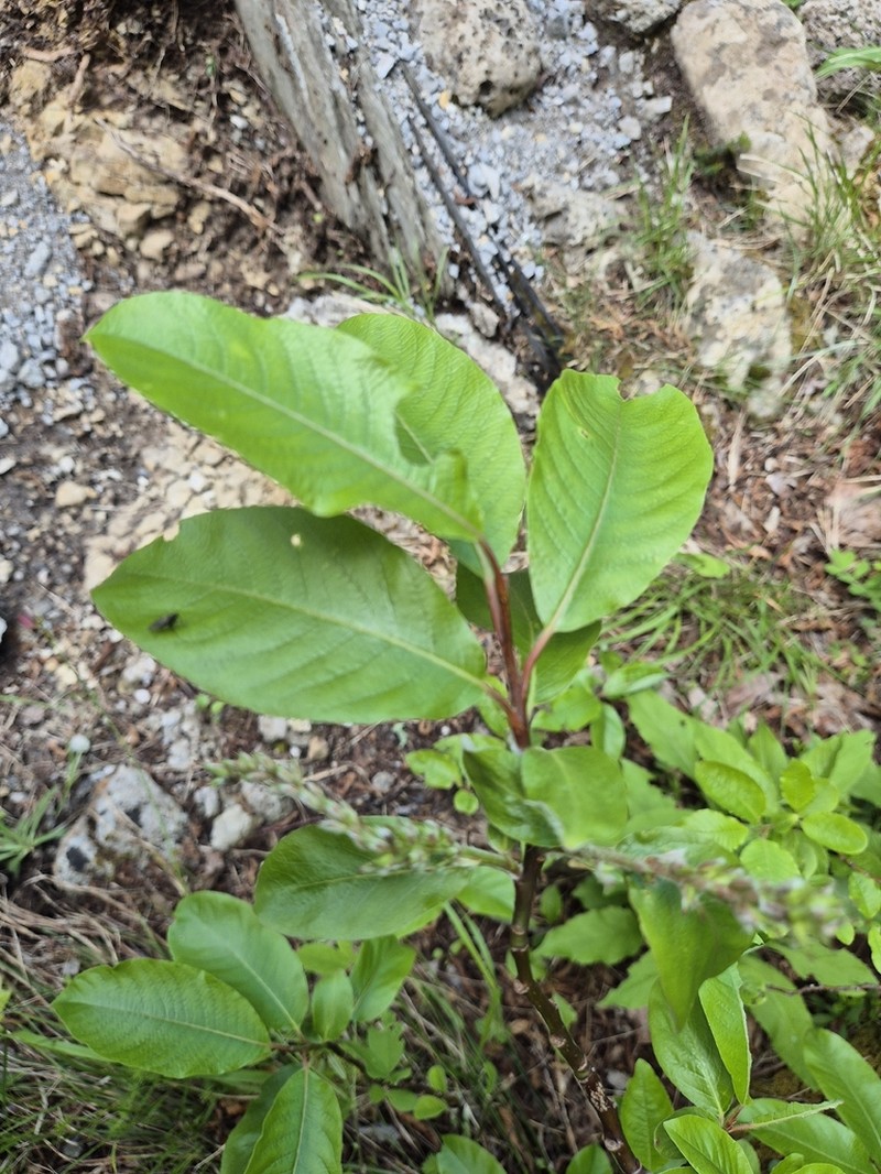 Salix crataegifolia