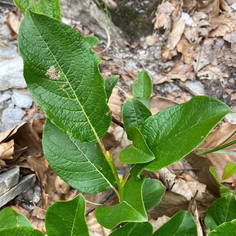 Salix crataegifolia photo 2