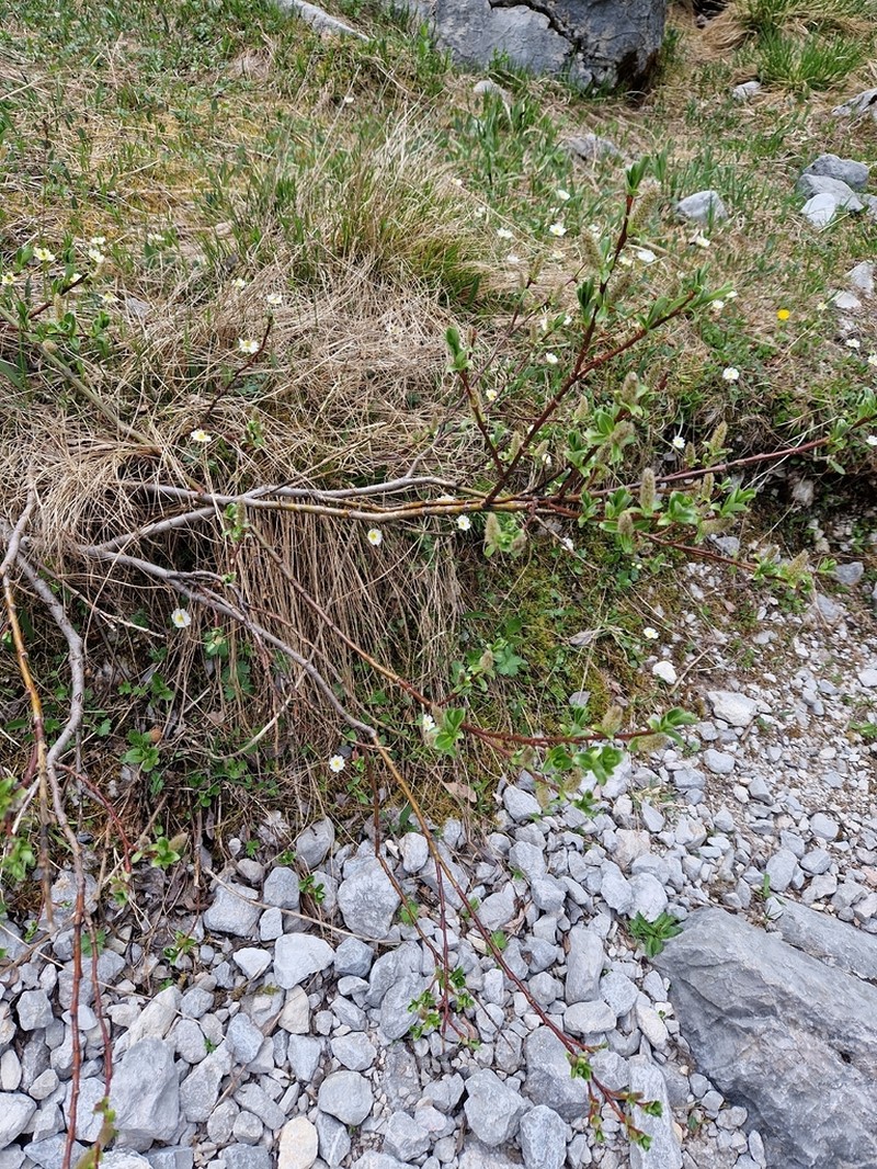 Salix crataegifolia photo 3