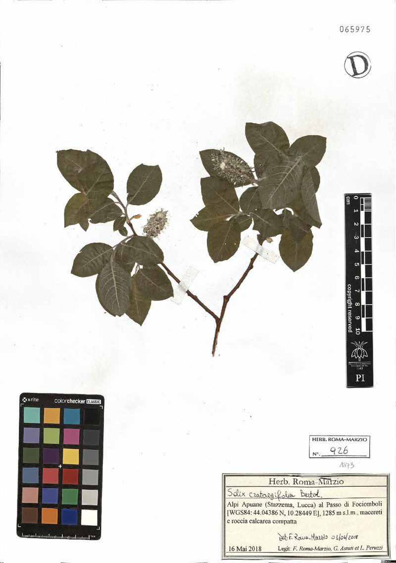 Salix crataegifolia photo 4