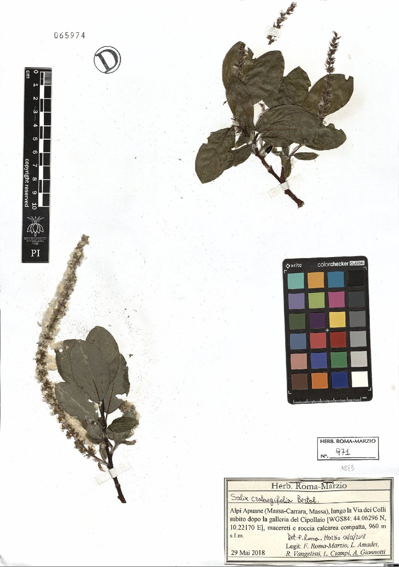 Salix crataegifolia photo 5