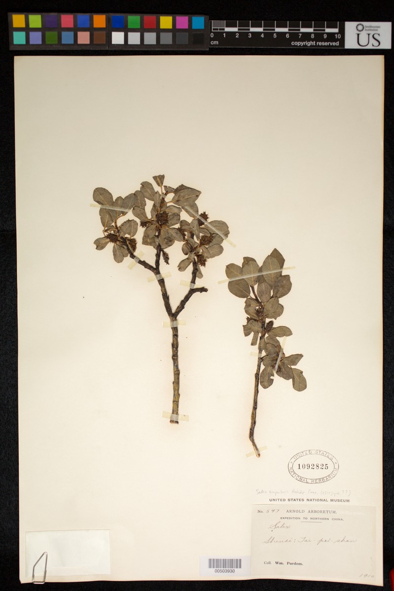 Salix cupularis